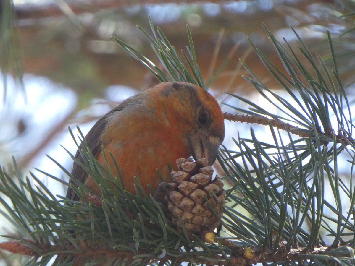 PaulHeather9's tweet photo. #NationalTrust #DunwichHeath #crossbills https://t.co/zK1ZymH4UC