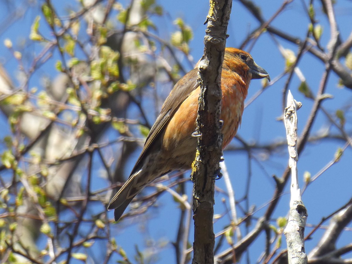 PaulHeather9's tweet photo. #NationalTrust #DunwichHeath #crossbills https://t.co/zK1ZymH4UC