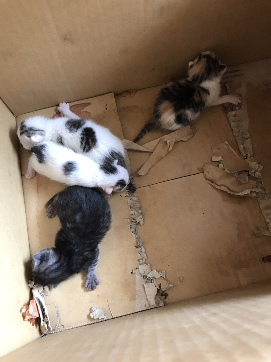 Dali 捨てられていた場所はゴミステーションでした 同じ人間として正直辛いです 動物はゴミでしょうか 人はここまで非情になれるんですね ゴミです ねこ 捨て猫 ゴミステーション 辛い 人間の非情 ゴミ Dali 捨てられていた場所はゴミステーションでした 同じ人間として正直辛いです 動物はゴミでしょうか 人はここまで非情になれるんですね ゴミです ねこ 捨て猫 ゴミステーション 辛い 人間の非情 ゴミ
