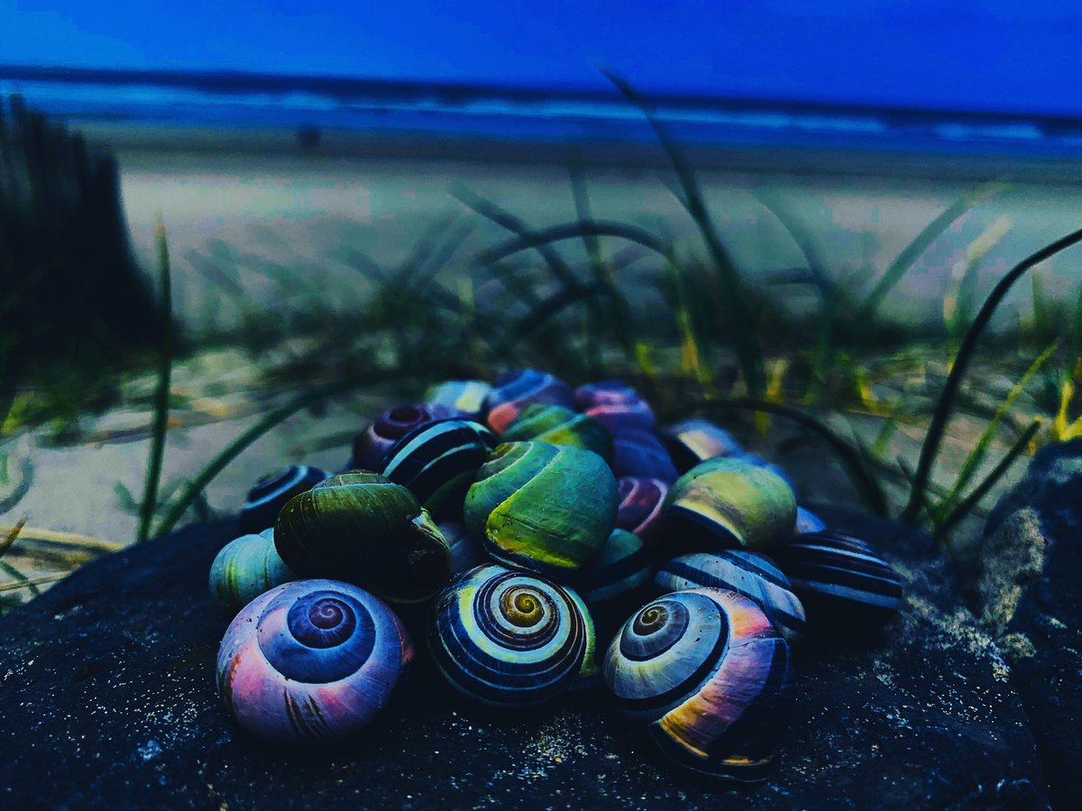 _megansphotos_'s tweet image. #filters #shellsofinstagram #beach #beachlife #pickingshells #naturephotography #nature #naturelover #picoftheday #ınstagood #travelgram #pureIreland #loves_ireland #irish_daily #irish_daily_adventure #irishpassion #nature_brilliance #nature_perfection