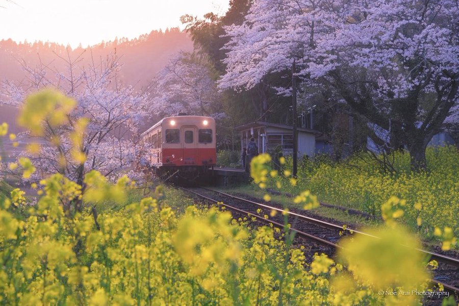 小湊鉄道の菜の花や桜の22年見頃や開花状況は 撮影スポットやアクセスや駐車場は そらいろ 日本が魅せる多彩な表情