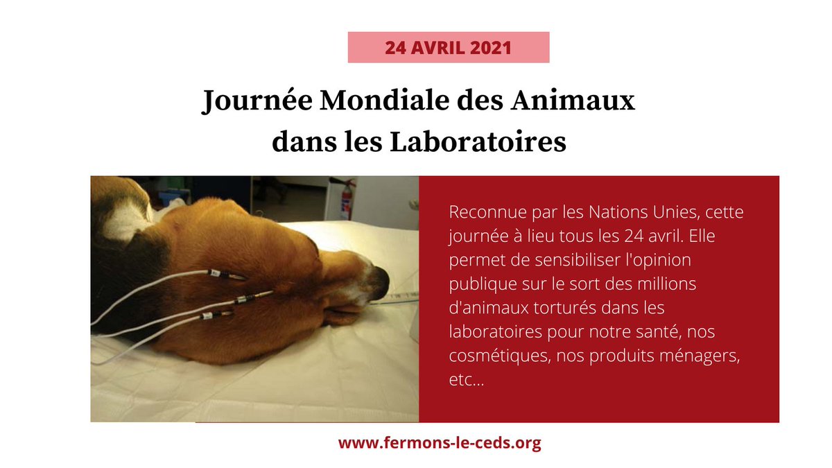 Fermons_le_CEDS's tweet photo. Aujourd’hui, c’est la Journée Mondiale des Animaux dans les Laboratoires. L' l'occasion de rappeler que des milliers d'animaux sont actuellement sacrifiés pour tenter de sauver l'espèce humaine de la #covid... #JMAL #droits #animaux #StopExperimentationAnimale #Changemarecherche https://t.co/ezI0e4OxGw