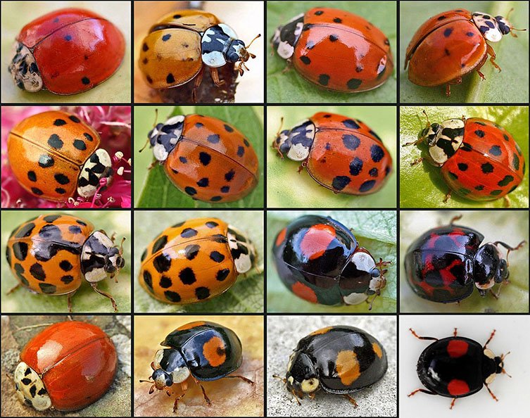 seed_ball's tweet photo. 🐞 Harlequin Ladybirds 🐞 
There are 46 types of ladybird in the UK, plus the non-native harlequin which has several different coats, see below! However, all ladybirds munch on aphids providing excellent natural pest control for our growing spaces. https://t.co/OzHY6rMq3B