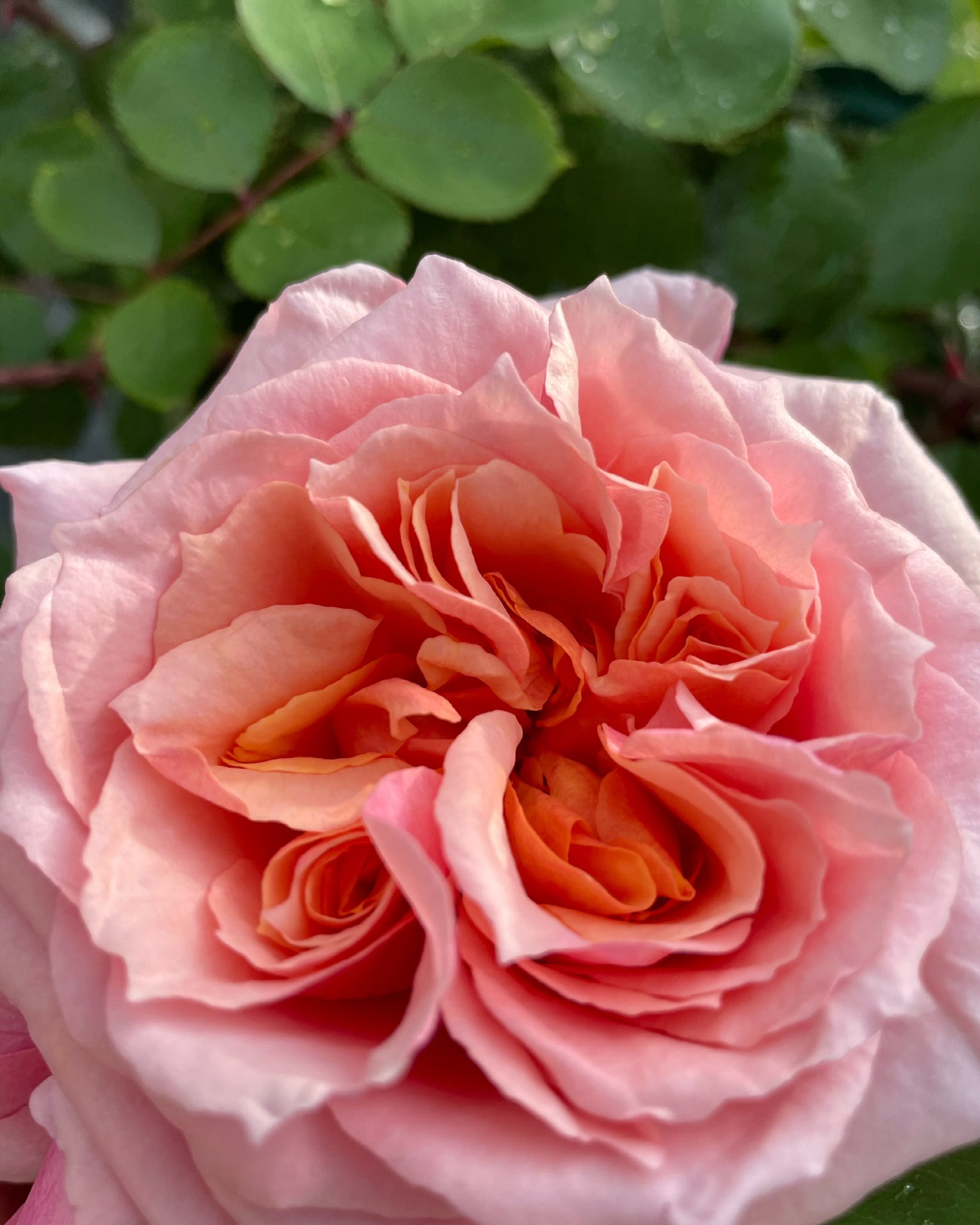 ギヨー Twitter Search Twitter