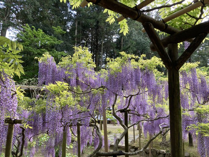春日大社の21 最新情報 みんなの感想 写真 春日大社の21 最新情報 みんなの感想 写真