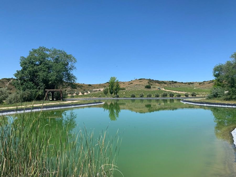BodegaValazul's tweet photo. ¿Quieres conocer cuál es la Biodiversidad y como realizamos el Control Biológico Natural de las Plagas en los viñedos @BodegaValazul @VinosdeMadridDO ? Nos lo cuenta nuestra enóloga Olga Fernández
https://t.co/HaMZ4x5Lzr
#bodegavalazul #bodegasvalazul #vinos #wine #bodega #viña https://t.co/c6FNBAiAhE