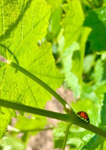 BodegaValazul's tweet photo. ¿Quieres conocer cuál es la Biodiversidad y como realizamos el Control Biológico Natural de las Plagas en los viñedos @BodegaValazul @VinosdeMadridDO ? Nos lo cuenta nuestra enóloga Olga Fernández
https://t.co/HaMZ4x5Lzr
#bodegavalazul #bodegasvalazul #vinos #wine #bodega #viña https://t.co/c6FNBAiAhE