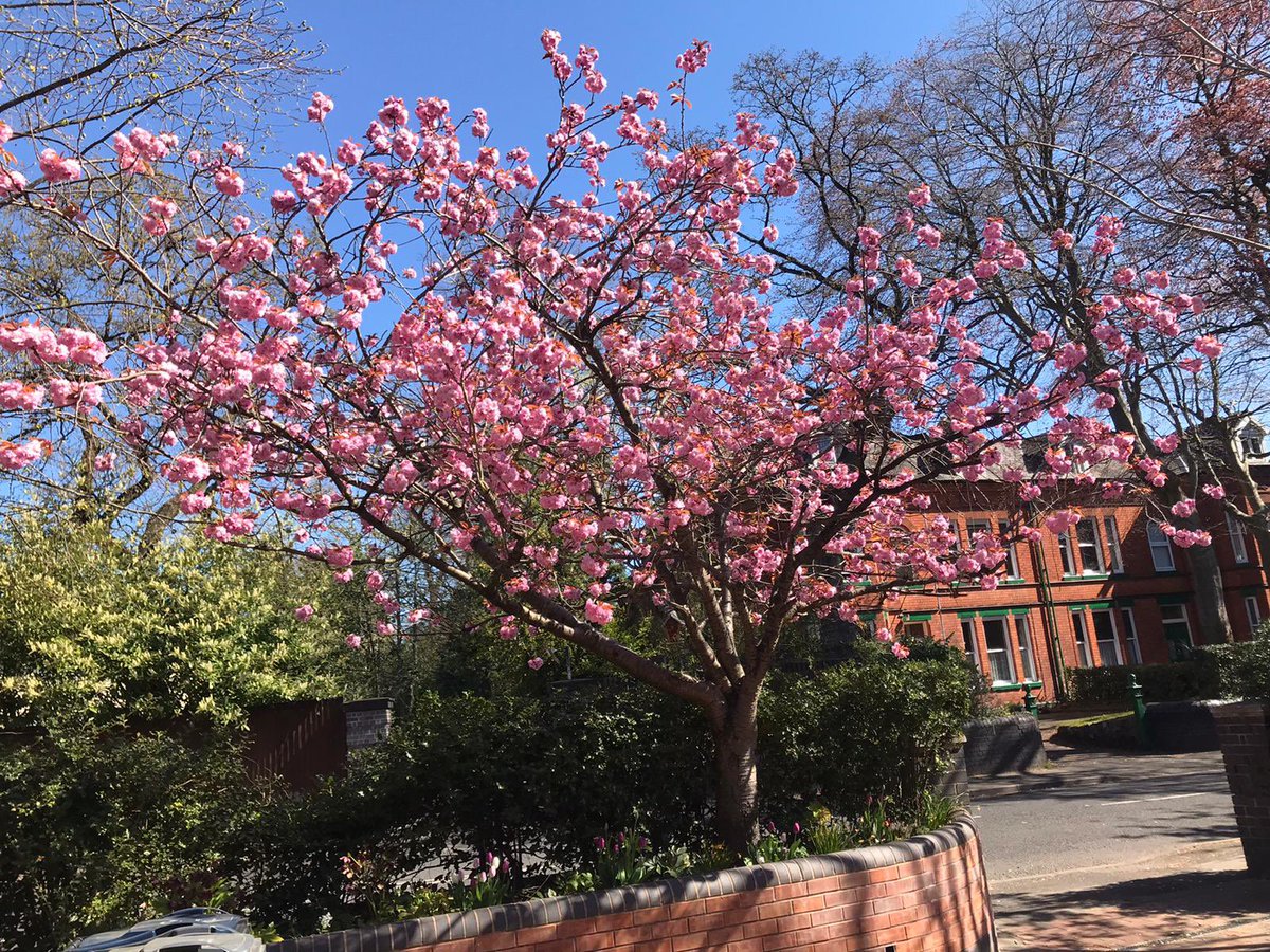rlj1989's tweet image. My beautiful cherry blossom @nationaltrust #blossomwatch #treepreservation