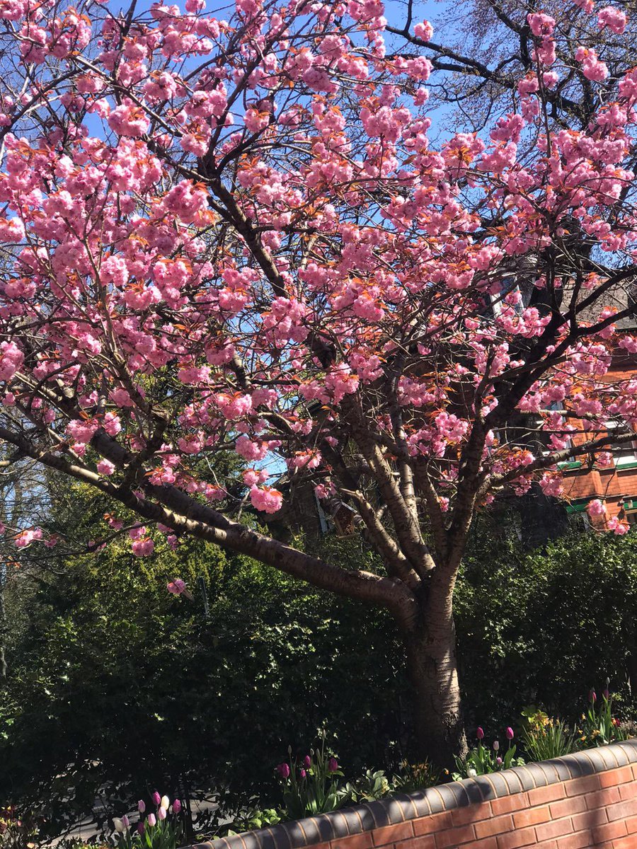rlj1989's tweet image. My beautiful cherry blossom @nationaltrust #blossomwatch #treepreservation