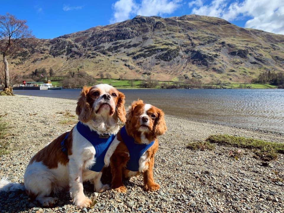 RescueBliss's tweet photo. Adopted boys Roelly and Franco have had some wonderful adventures since lockdown was lifted! Lucky boys have landed on their paws 🐾 

#happyeverafter #SaturdayVibes https://t.co/UYMwfgvheT
