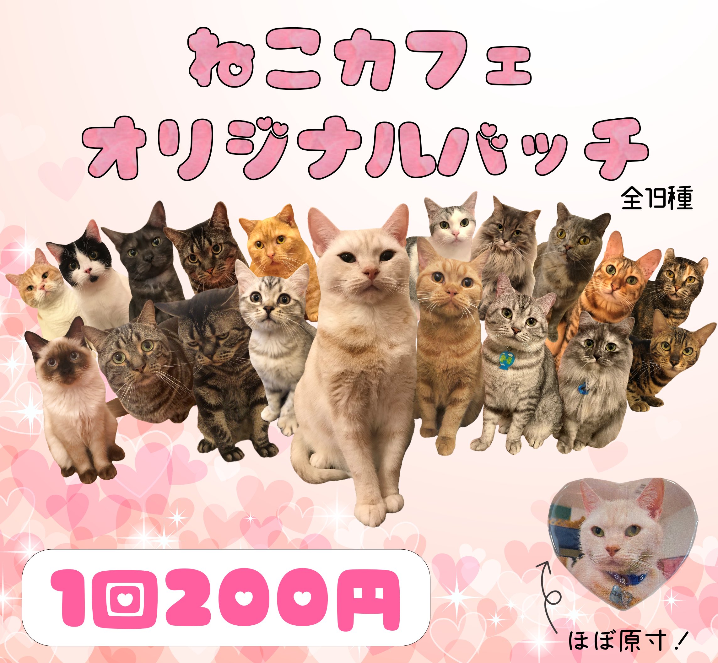 猫カフェ アミパ仙台港店 グッズ情報 オリジナルグッズのガチャガチャが登場 缶バッチもマグネットも可愛いので ぜひやってみてくださいね 猫カフェカウンター横に設置しています 猫 猫カフェ アミパ仙台港 ガチャガチャ 猫グッズ