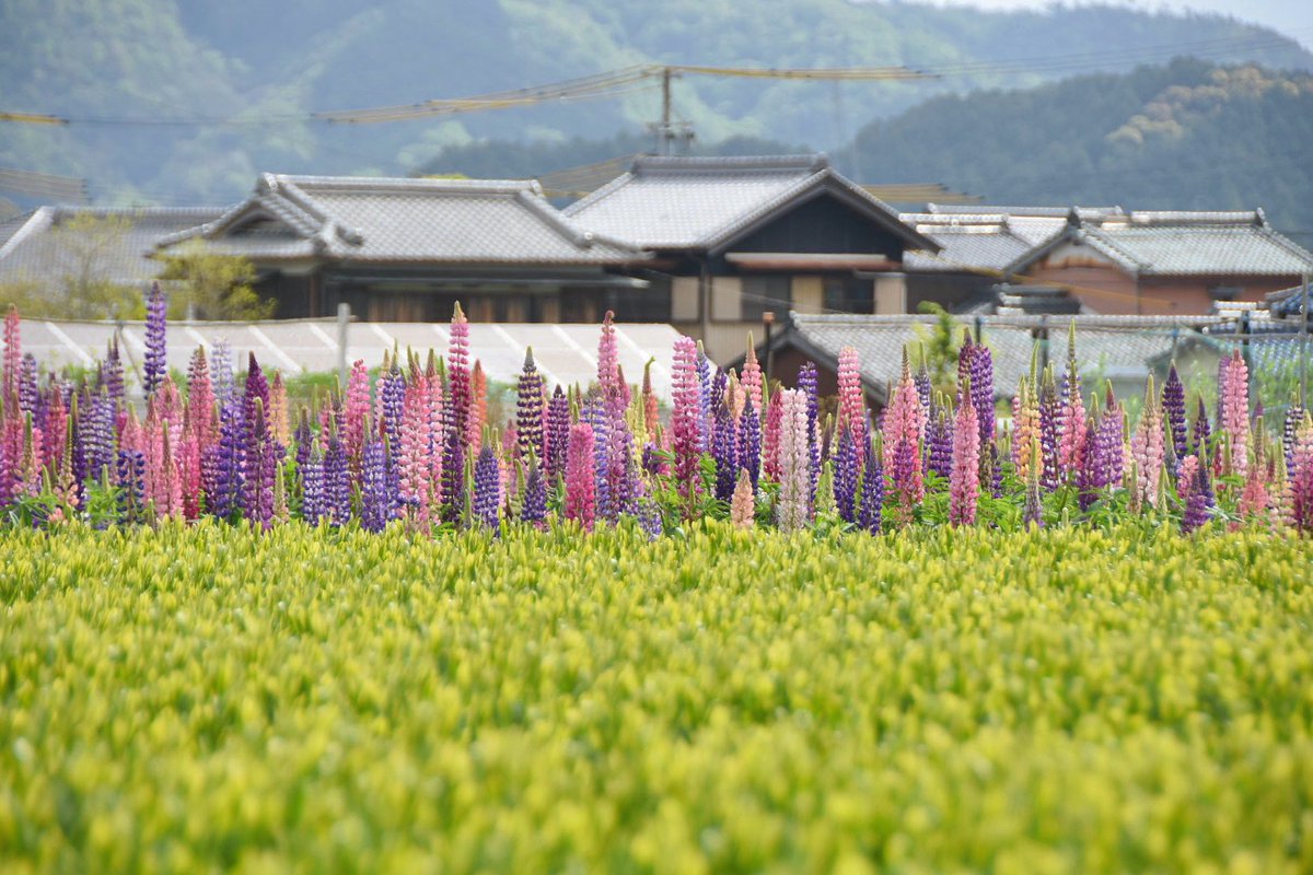 カラフルに咲くルピナス🌲🌿
#ルピナス #ノボリフジ #茶畑