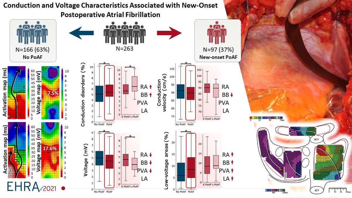 Natasja de Groot (@nmsdegroot) on Twitter photo Can we predict post-operative AF by high resolution mapping? M. van Schie.#EHRA_ESC <a href="/Dominik_Linz/">Dominik Linz</a> <a href="/DavidDuncker/">David Duncker</a> <a href="/RodrigueGarcia4/">Rodrigue Garcia</a> <a href="/GuerraCardio/">Federico Guerra</a> <a href="/KommataVarvara/">Varvara Kommata</a> <a href="/EmmaSvennberg/">Emma Svennberg</a> <a href="/CarolRemme/">Carol Ann Remme</a> @ESC_Lavini <a href="/DhirajGuptaBHRS/">Prof Dhiraj Gupta</a> <a href="/EHRAPresident/">EHRAPresident</a> #EHRAES@rcasado@Moscoso_Costa <a href="/rbcasado/">Ruben Casado Arroyo</a> <a href="/EPDeneke/">Thomas Deneke</a> Can we predict post-operative AF by high resolution mapping? M. van Schie.#EHRA_ESC <a href="/Dominik_Linz/">Dominik Linz</a> <a href="/DavidDuncker/">David Duncker</a> <a href="/RodrigueGarcia4/">Rodrigue Garcia</a> <a href="/GuerraCardio/">Federico Guerra</a> <a href="/KommataVarvara/">Varvara Kommata</a> <a href="/EmmaSvennberg/">Emma Svennberg</a> <a href="/CarolRemme/">Carol Ann Remme</a> @ESC_Lavini <a href="/DhirajGuptaBHRS/">Prof Dhiraj Gupta</a> <a href="/EHRAPresident/">EHRAPresident</a> #EHRAES@rcasado@Moscoso_Costa <a href="/rbcasado/">Ruben Casado Arroyo</a> <a href="/EPDeneke/">Thomas Deneke</a>