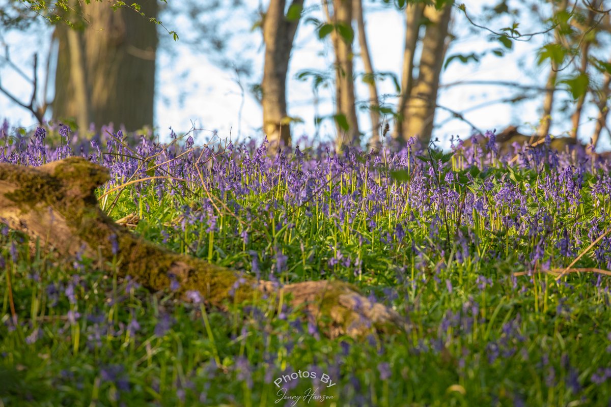 JennyAmwell's tweet photo. I just love Bluebells! An evening wander around Panshanger, enjoying the sunshine and woodland.
#panshanger #hmwt @HMWTBadger #panshangerpark #hertforshirephotography #Bluebells #woodland #bluebellwood #visitherts https://t.co/3TxDgTsEkB