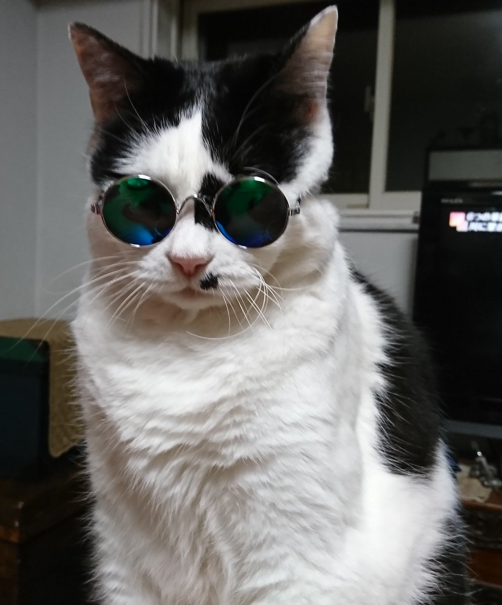 ダイソーの 犬 猫用サングラス でワイルドになったみんなのペットの画像を集めてみた Togetter