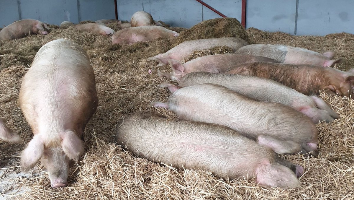 The pigs are now here, safe to live out the rest of their days loved. All because of one courageous woman who fought to save them all.  https://globalvegancrowdfunder.org/pigoneer-2000-club/