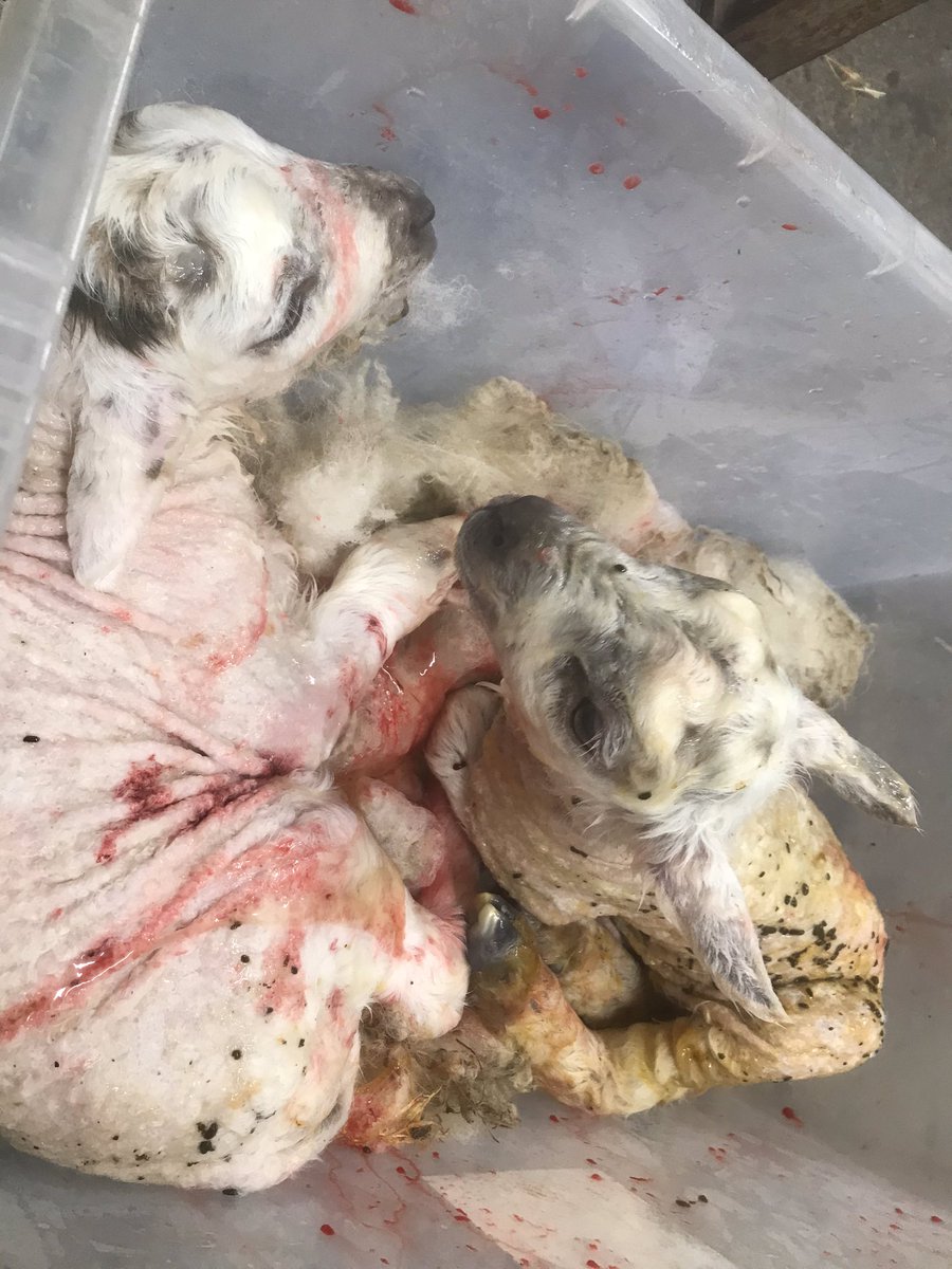 Geraint Davies 🏴󠁧󠁢󠁷󠁬󠁳󠁿 tweet media