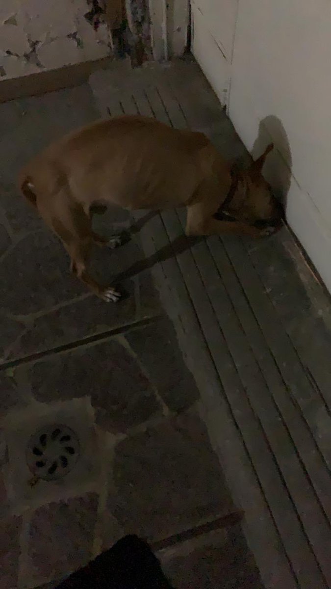 Román Lara tweet media