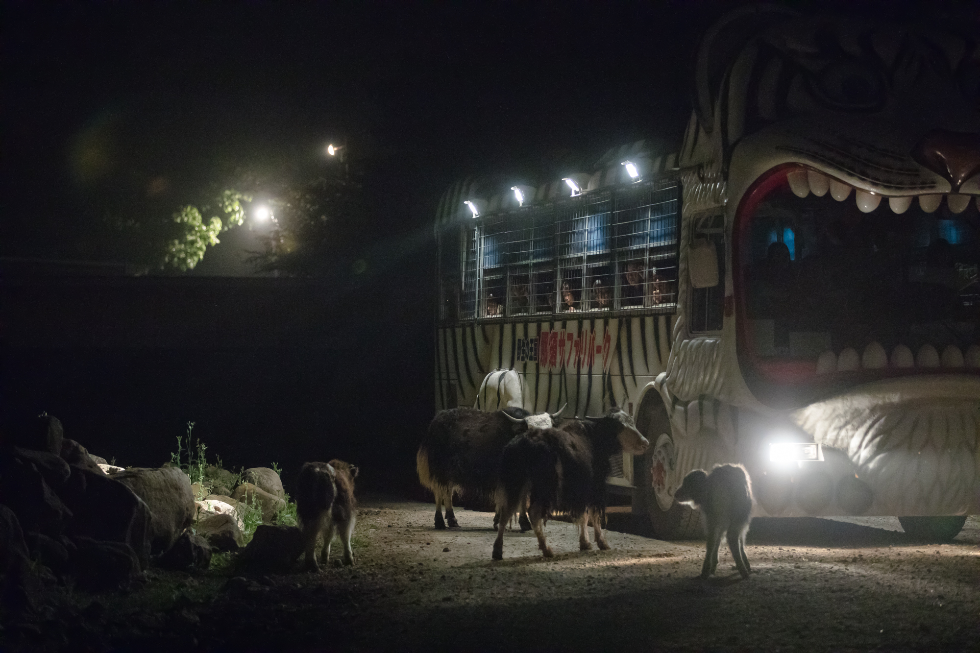 Twitter 上的 那須サファリパーク この後18 00 ナイトサファリ開催です 夜のサファリゾーンに マイカー ライオンバス Wildrideのいずれかで入場して夜の動物見学をお楽しみください ﾅｲﾄｻﾌｧﾘ開園時間 18 00 21 00 最終入園 00 那須サファリパーク