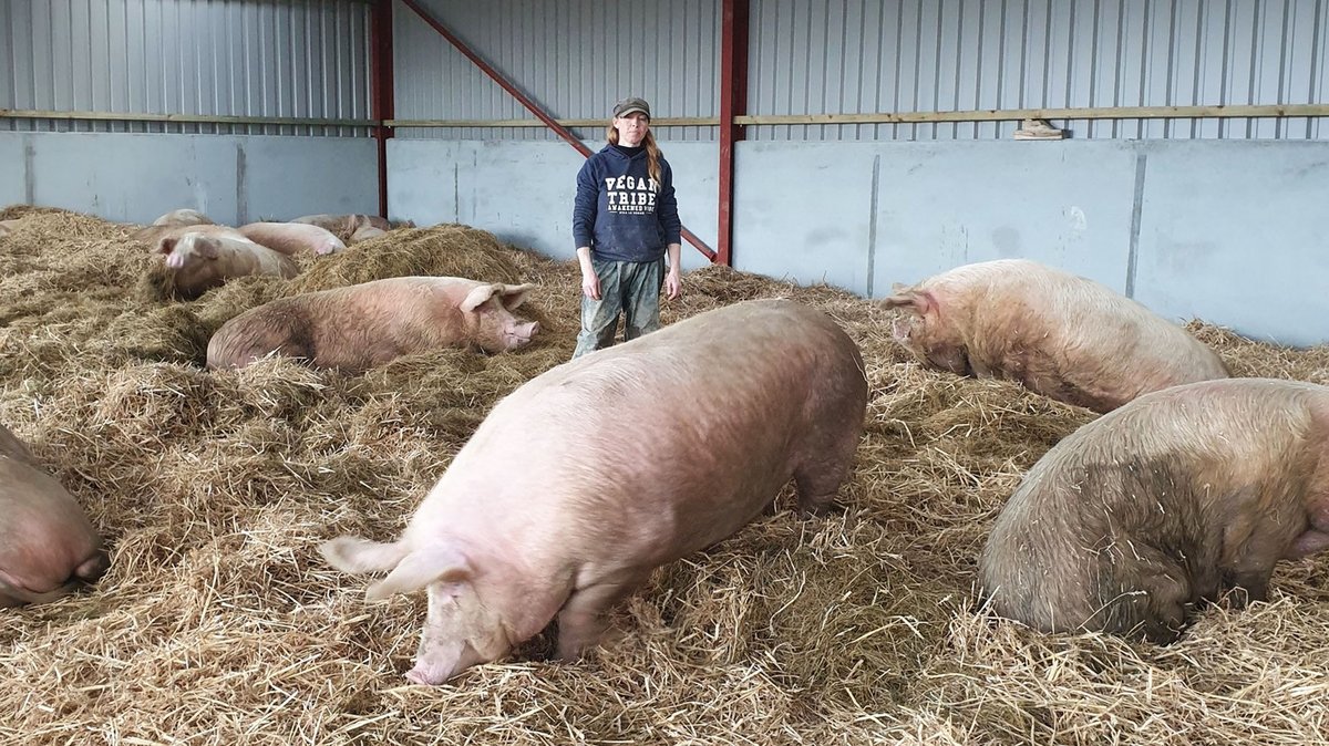 The pigs are now here, safe to live out the rest of their days loved. All because of one courageous woman who fought to save them all.  https://globalvegancrowdfunder.org/pigoneer-2000-club/