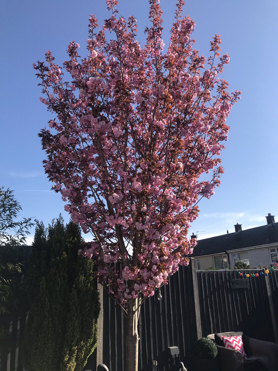 HouseofWaters72's tweet photo. #blossomwatch @nationaltrust https://t.co/7e9KFzeIBs