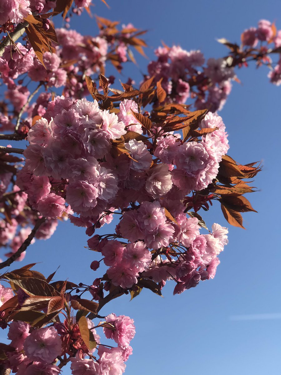 HouseofWaters72's tweet photo. #blossomwatch @nationaltrust https://t.co/7e9KFzeIBs
