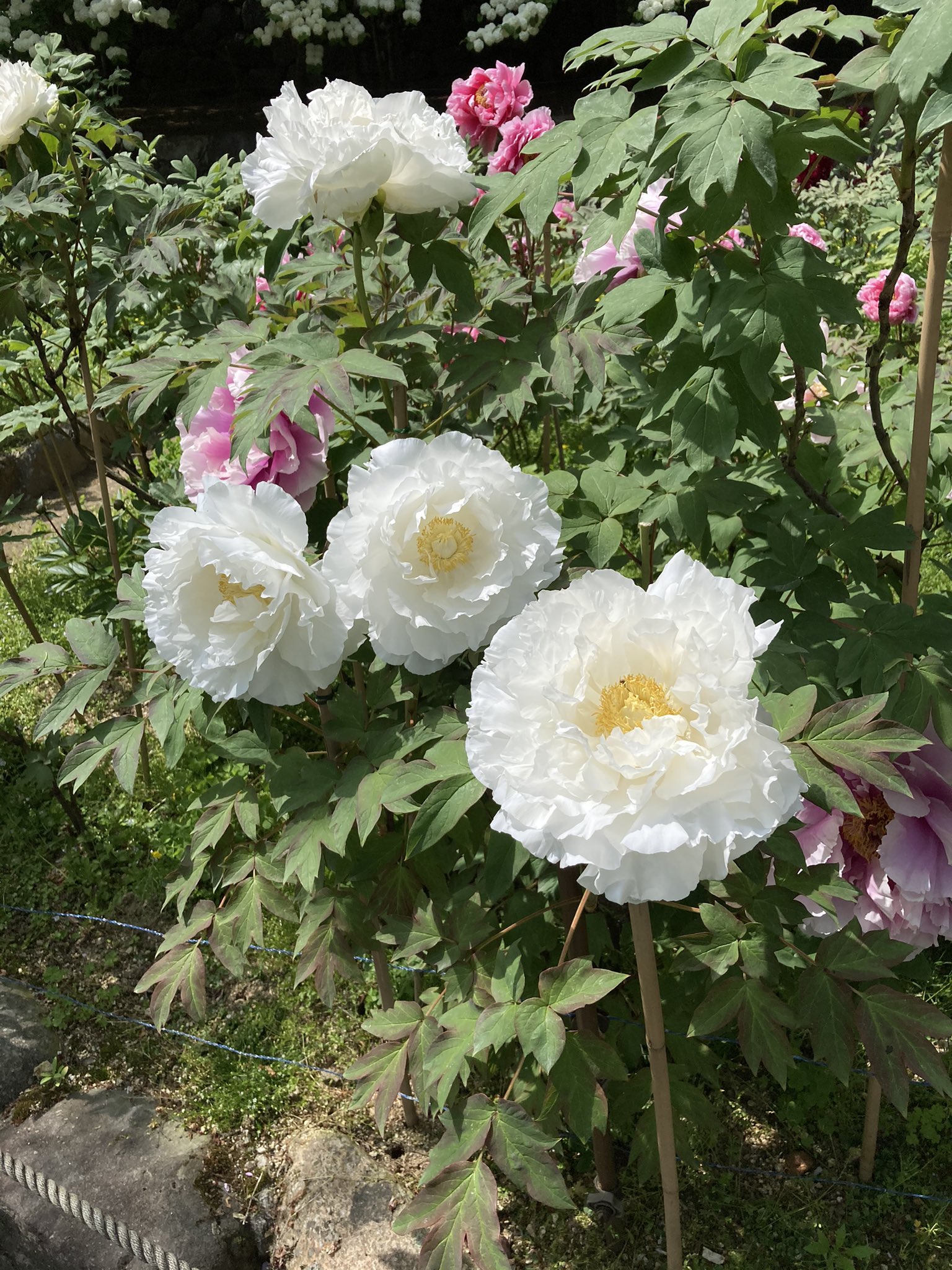 Ionia06 奈良県桜井市 花の御寺 長谷寺 牡丹が見頃でした T Co Encghty95a Twitter