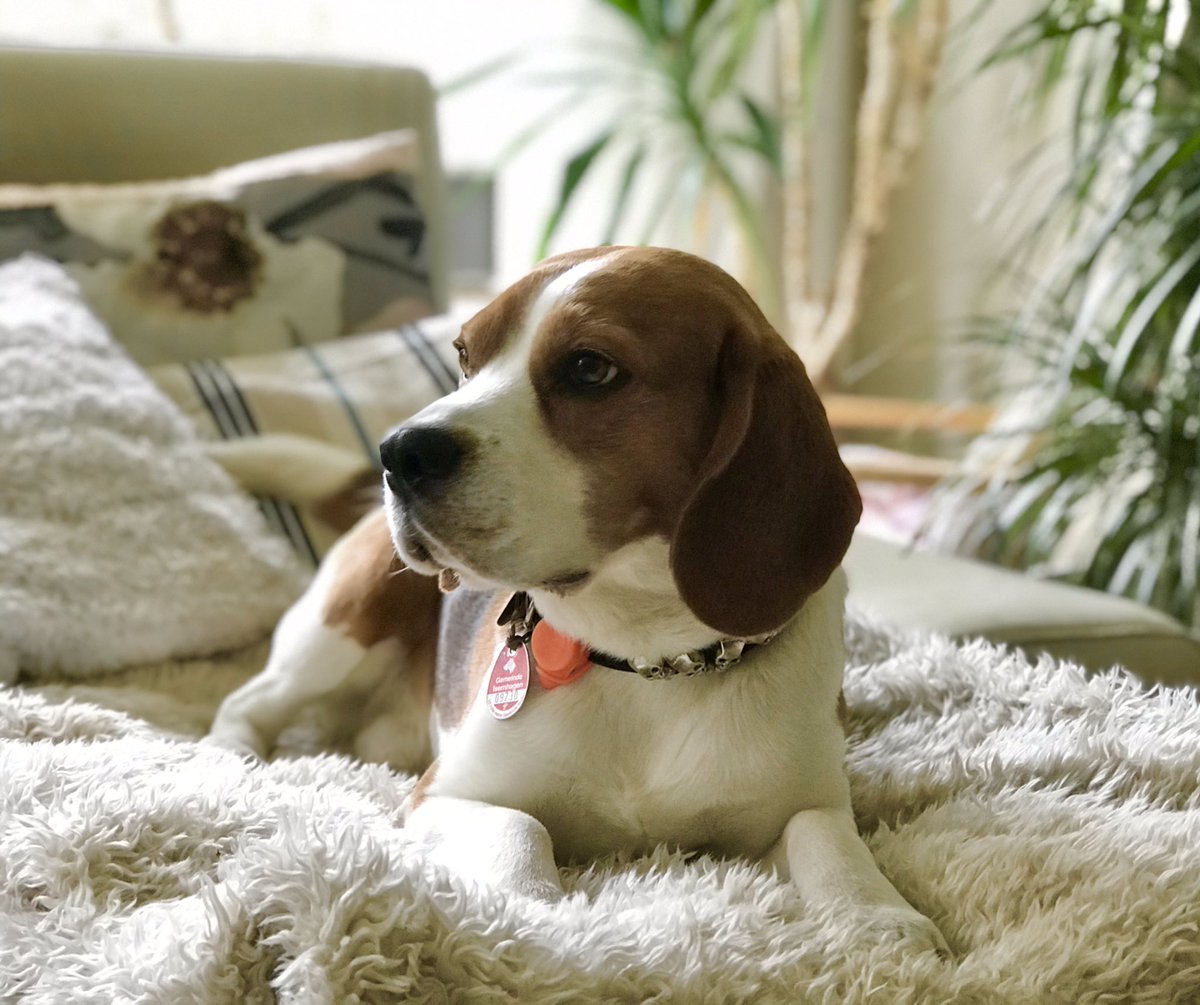 yetithebeagle's tweet image. When the #beagle hears the mailman...