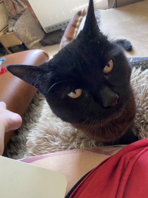 Happy Weekend form Kitty and mini Kitty! She&rsquo;s supervising!! https://t.co/33SFO9g23Z<a href="/tag/cock"class="tags"><span>#cock</span></a><a href="/tag/mistress"class="tags"><span>#mistress</span></a><a href="/tag/sub"class="tags"><span>#sub</span></a><a href="/tag/caged"class="tags"><span>#caged</span></a><a href="/tag/cum"class="tags"><span>#cum</span></a><a href="/tag/locked"class="tags"><span>#locked</span></a>