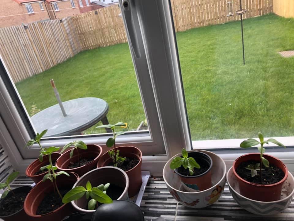 bridsunflower's tweet photo. Planted March 30th 😁🌻 https://t.co/bM0f8QS3Bz