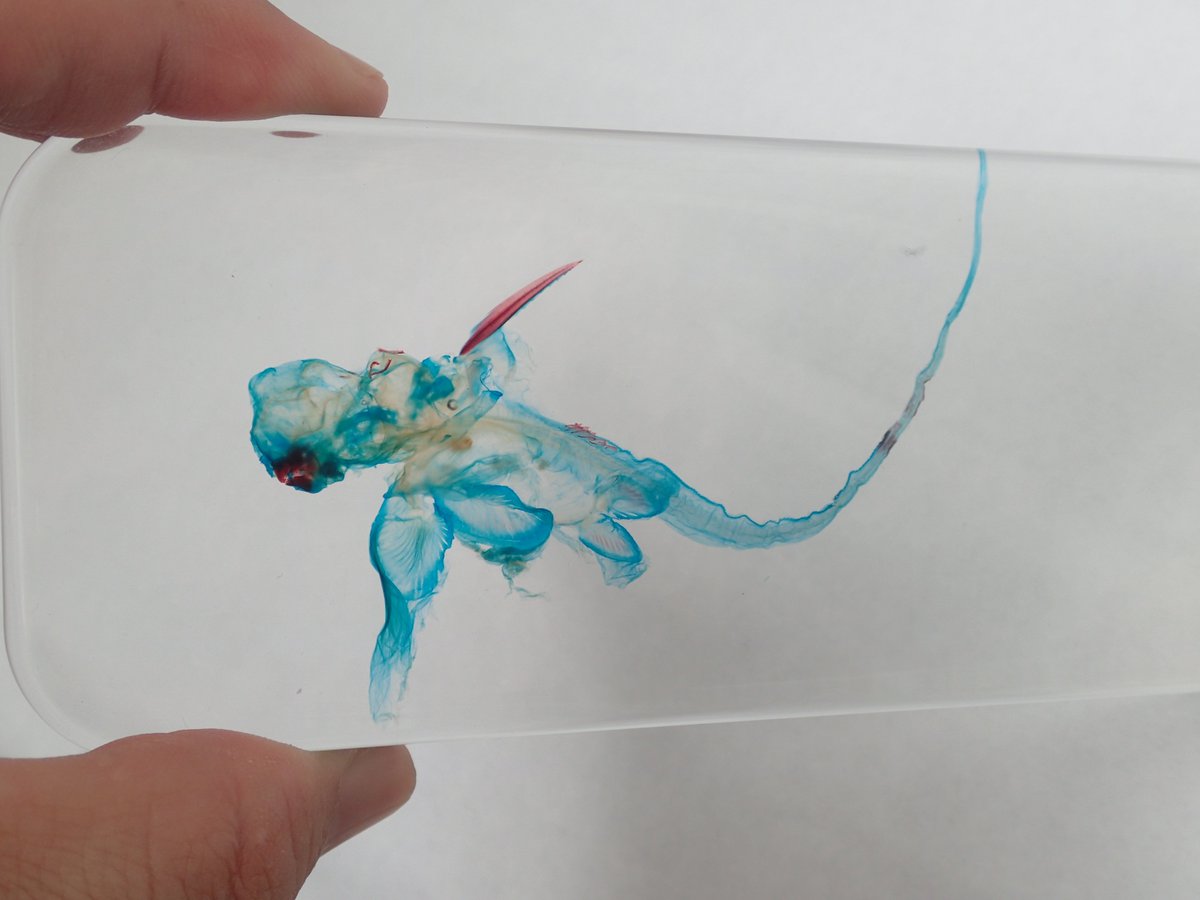 ギンザメ 骨格標本 Amazon.co.jp: 魚の骨格標本 - 透明樹脂魚埋め込み