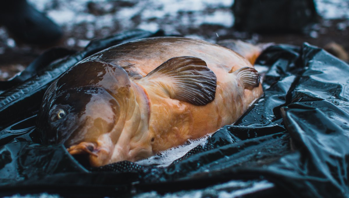 Chunk alert!!! 
Another view of @Aqua_si 's epic 42lb snow carp from last week, waiting to be lifted for the cameras on the Deluxe Unhooking Mat.

#AquaProducts #GettingOutThere #PioneeringSpirit #BivvyLife #BrollyLife #Carp #CarpFishing #Fishing #Angling  #Karpe #Lifestyle