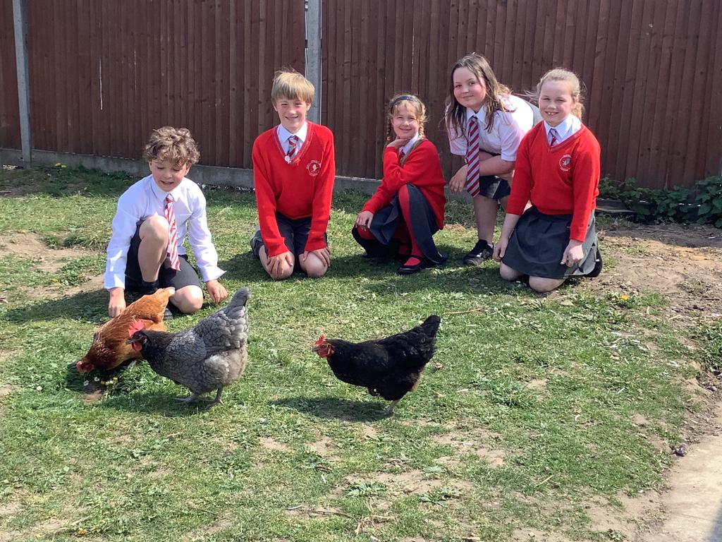 Thank you to Pheasants class for taking such good care of our feathered family this week 👍