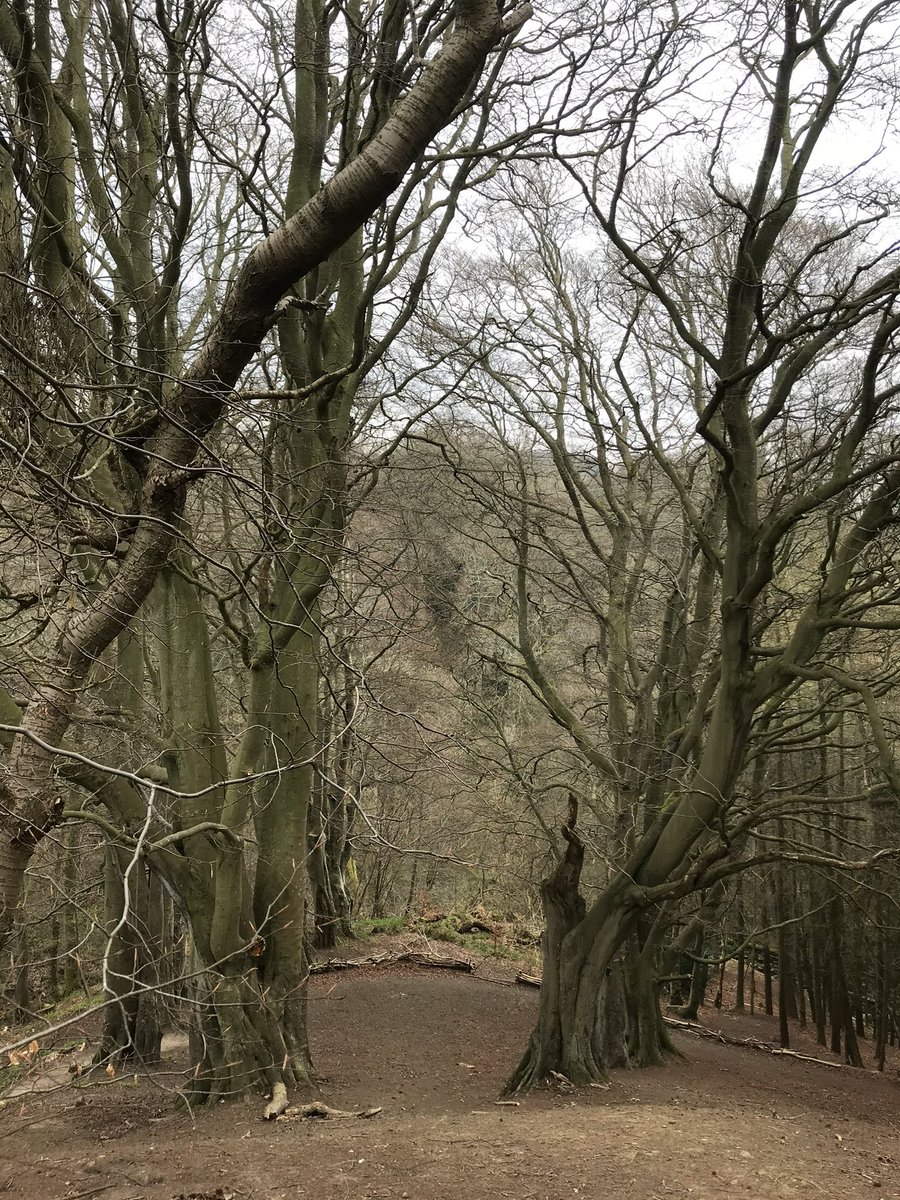 The Witches Circle, Deneholme Woods, Allendale #allendalewoodlandheart #fawside still waiting for the trees to burst
