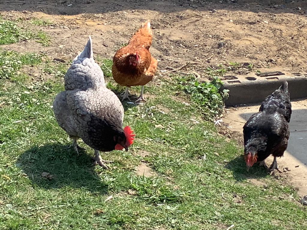 Brenda, Rita and Ruby have enjoyed grazing in the sunshine this week 🌞