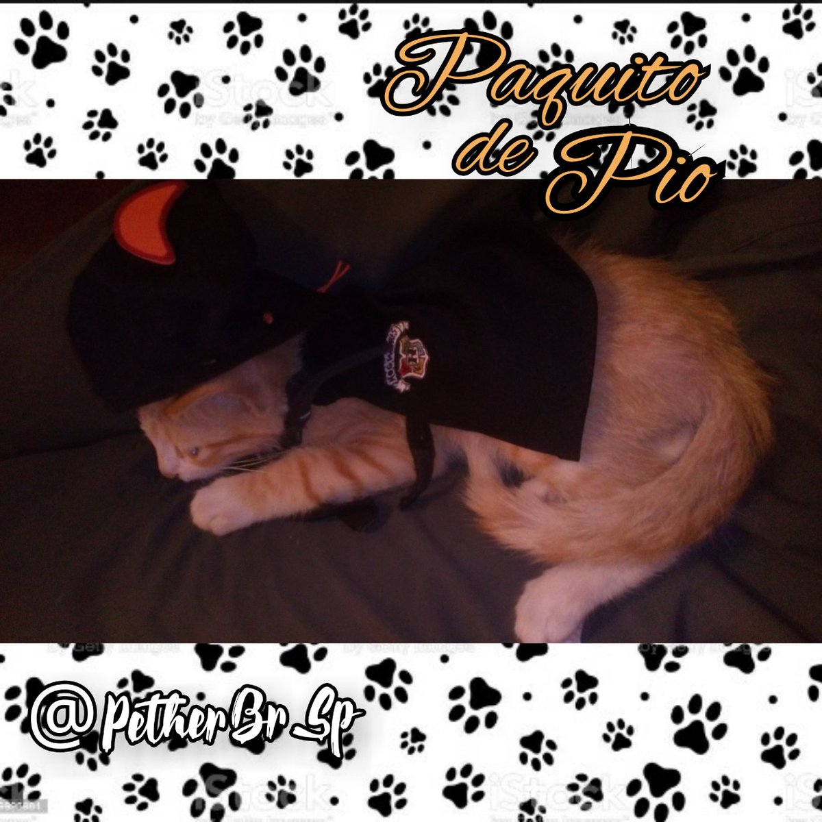 petherBrSp's tweet photo. Gracias por tantos años de amor y alegrías 🐱🐈 Te echaré de menos mi querido amigo 😞😢 hasta que nos volvamos a encontrar 🙏🌈" La amistad, el amor de una mascota 🐱 es grande, fiel, sólo desean ser amados y acompañados y estar en tu hogar" #paco #pacodepio #gatos #cats #love https://t.co/3Zxb2bYEGI
