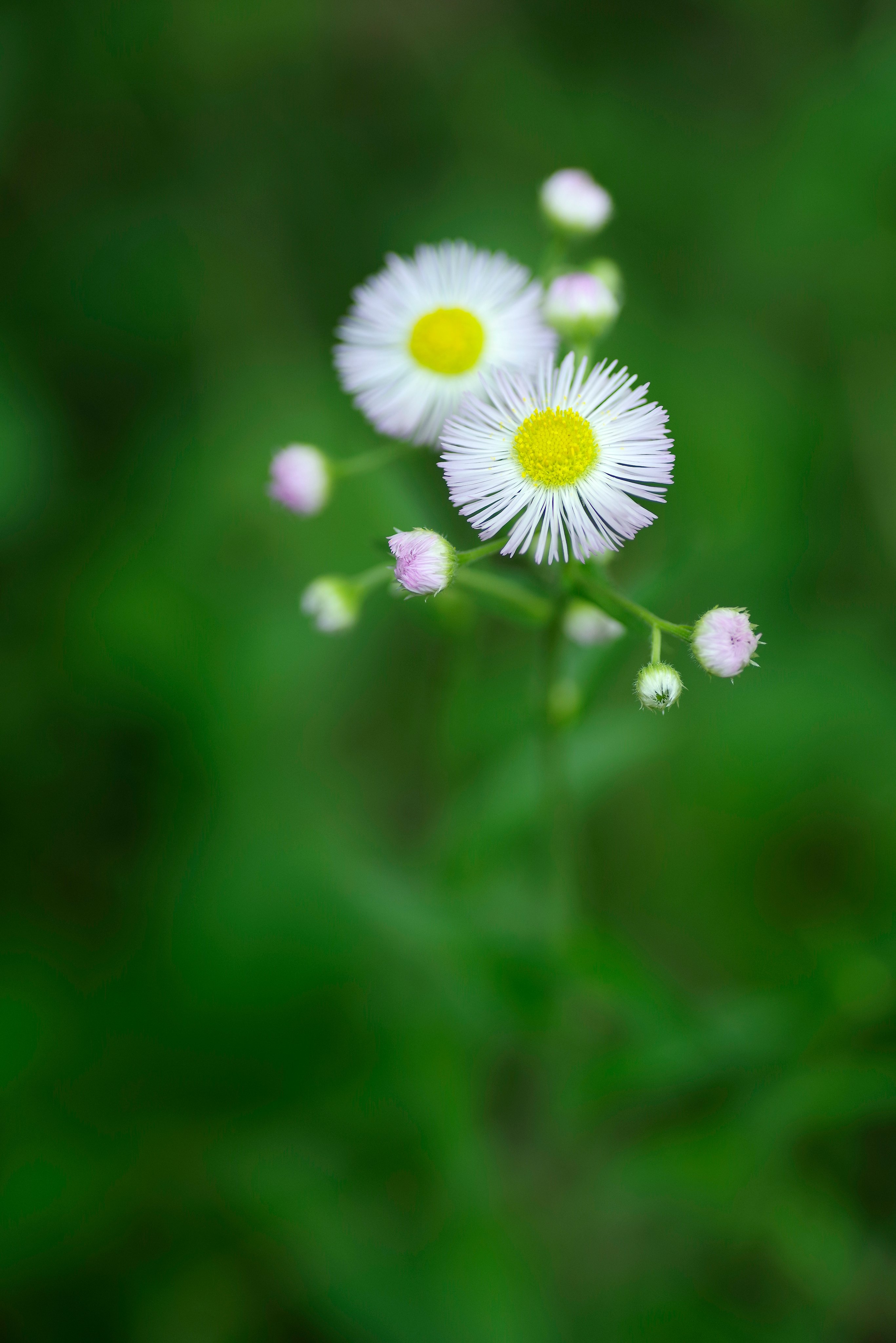Erigeron Philadelphicus Twitter Search Twitter