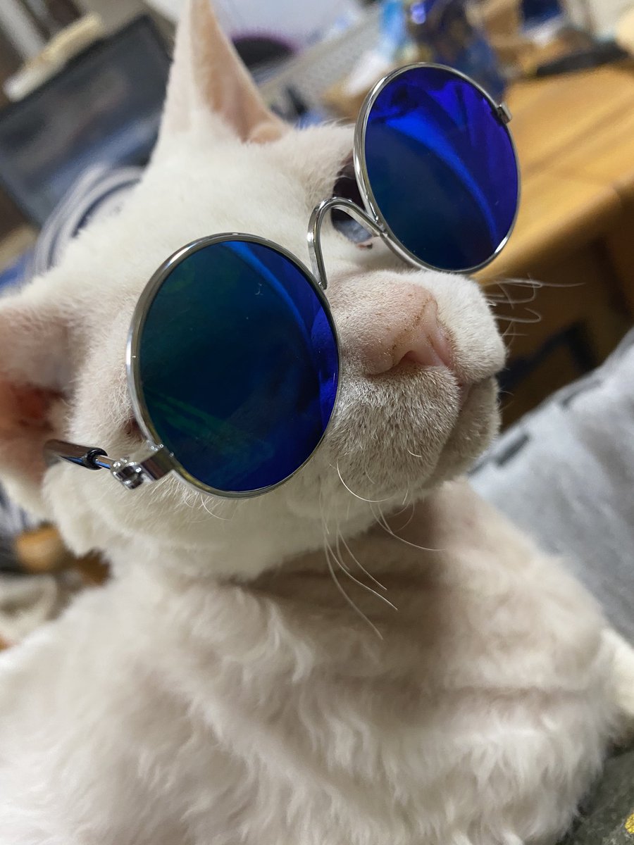 ダイソーの 犬 猫用サングラス でワイルドになったみんなのペットの画像を集めてみた Togetter
