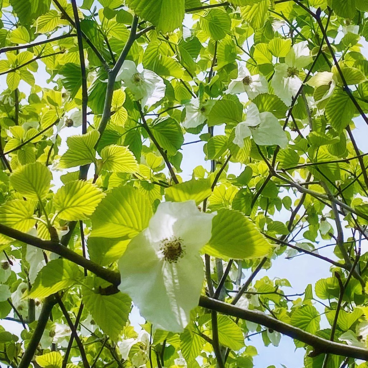 Poelett's tweet photo. いつのまにか
“鳩の木(ハンカチの木の花)”の季節に 🕊✨
今年は“鳩の木”も
時間が早まったのかな…🌈🕊💫✨
✨
🕊
✨
#鳩の木
#ハンカチの木
#ハンカチノキ
#幽霊の木
#Dovetree
#Davidiainvolucrata
#Davidia
#Handkerchieftree
#Ghosttree
✨ https://t.co/b99vgK35x5