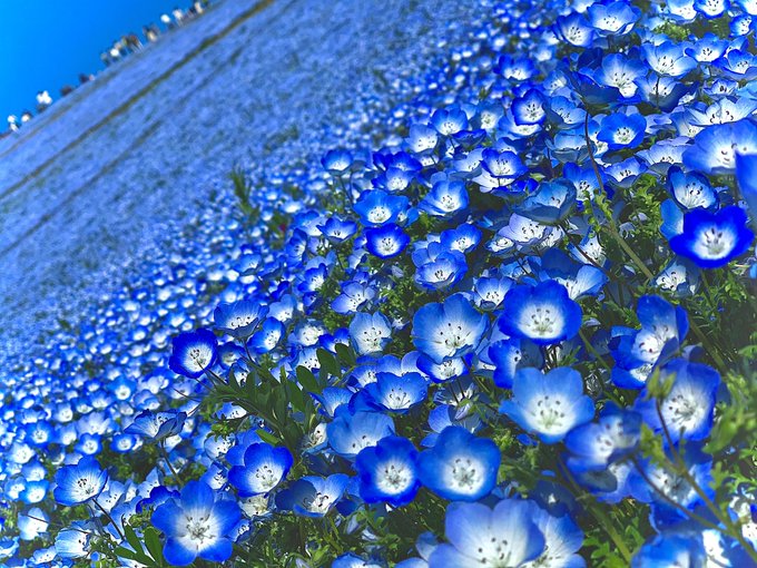 コスプレイヤー小鳥遊椛恋(つばめん)のTwitter画像48