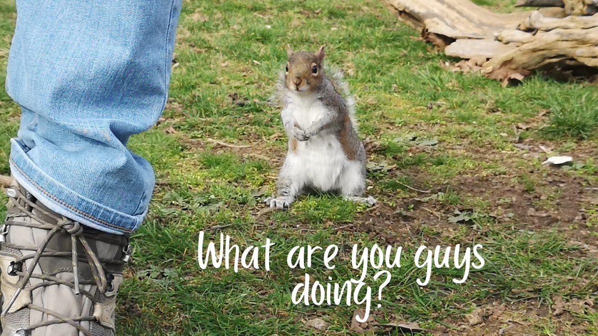demecjewellers's tweet photo. A very curious visitor during our outdoor photographic session 😄
#animals #animalovers #curiousanimals #squirrel #parkfun #outdoorphotography #bestofhandmade #curiousity #squirrellove #handemadebusiness #shophandmadeuksupport #productphotography #guest #welcome #heyguyswhatsup https://t.co/XJ6htLMxlT