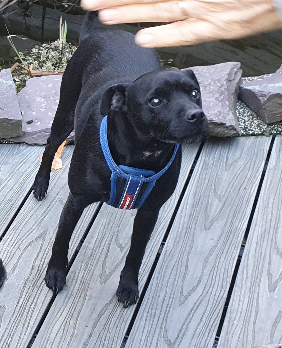 Lincoln_Patterdale_Terriers tweet media