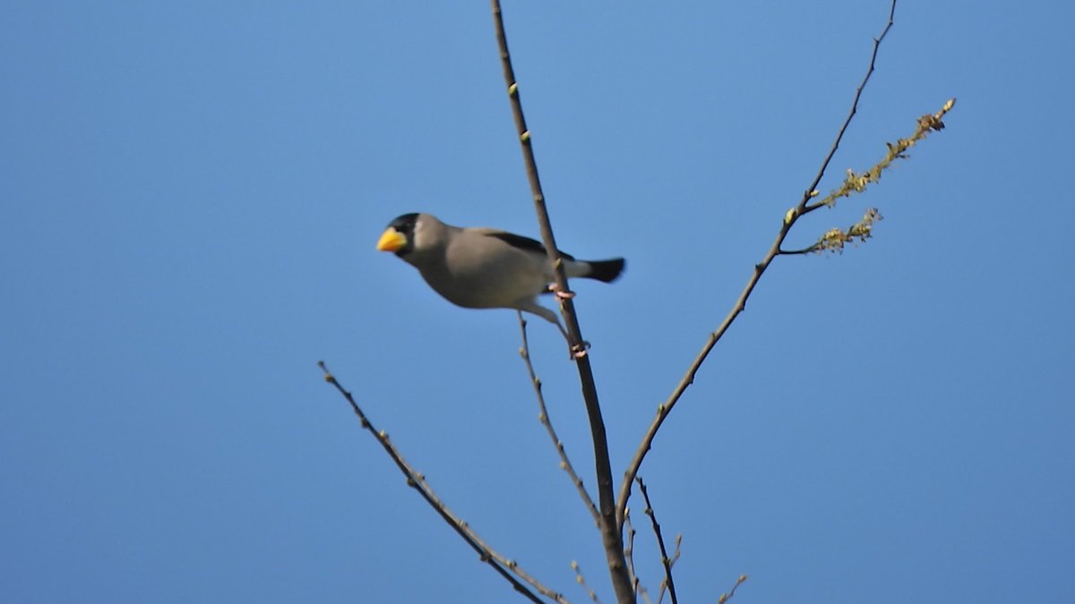 hiro_watching's tweet photo. 行きまーす。
Let's go on.
#イカル #Japanese_grosbeak
#バードウォッチング #Bird_watching https://t.co/fldYdlchTT