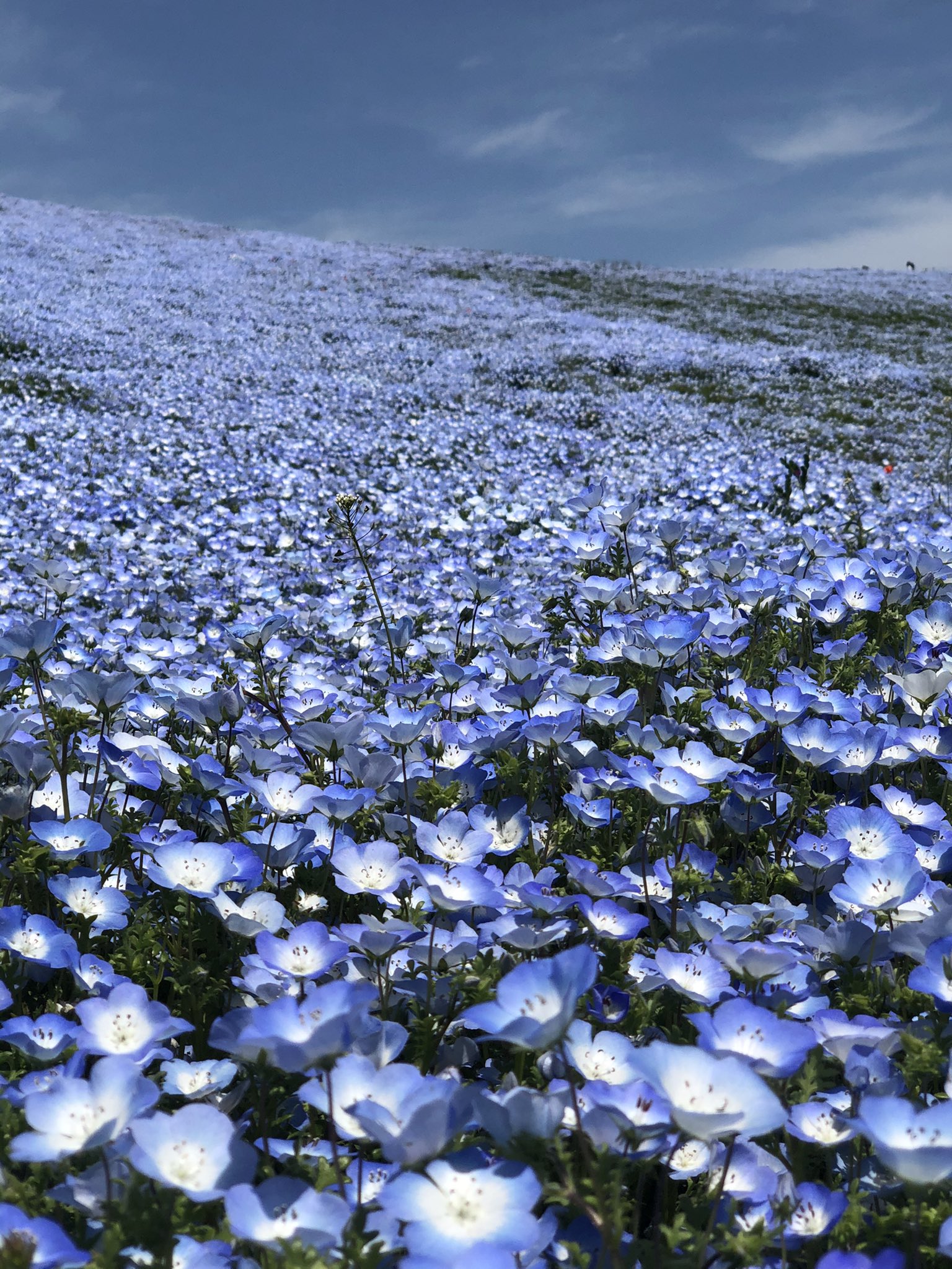 M U 天国のような花畑でした T Co Veipodtijy Twitter