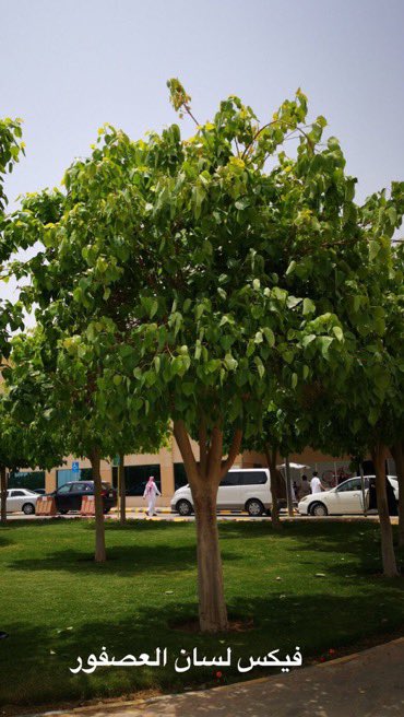 GardenIbrahim tweet picture