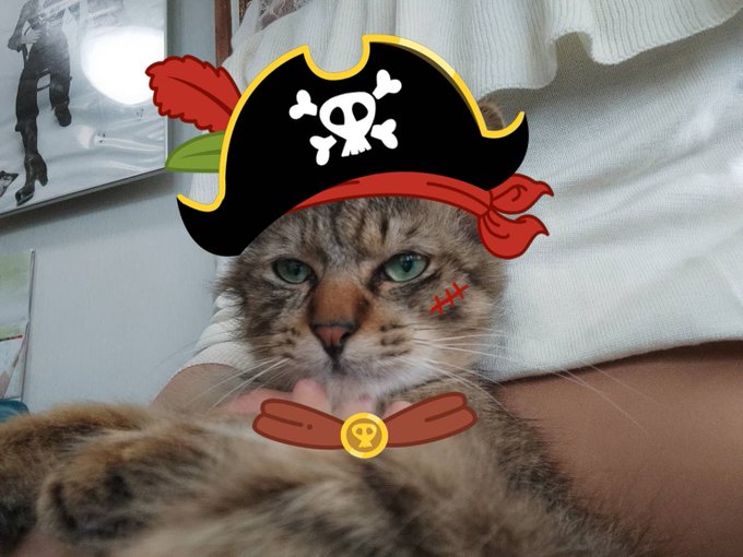 沖縄の猫のTwitterイラスト検索結果。