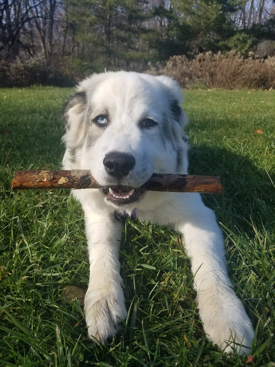 SierraBenny's tweet photo. @BuschBeer This is Sansa, a 9 month old Great Pyrenees. Her hobbies are counter surfing, barking at the wind, pretending she's deaf, and running wild through the woods. She loves to come home to a nice cold one after a long hard day of playing. #BuschCTOcontest https://t.co/34CFA22dMm