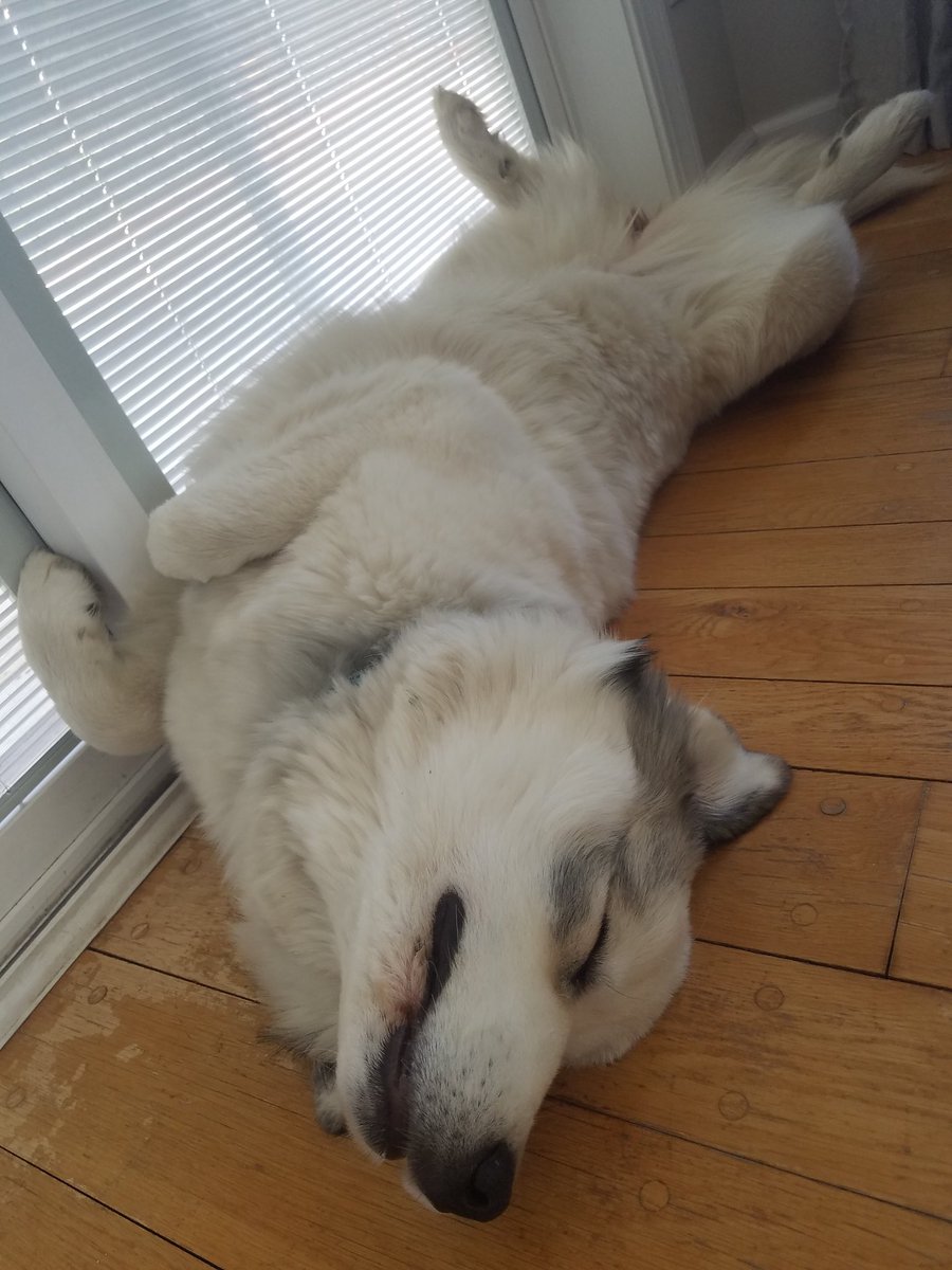 SierraBenny's tweet photo. @BuschBeer This is Sansa, a 9 month old Great Pyrenees. Her hobbies are counter surfing, barking at the wind, pretending she's deaf, and running wild through the woods. She loves to come home to a nice cold one after a long hard day of playing. #BuschCTOcontest https://t.co/34CFA22dMm