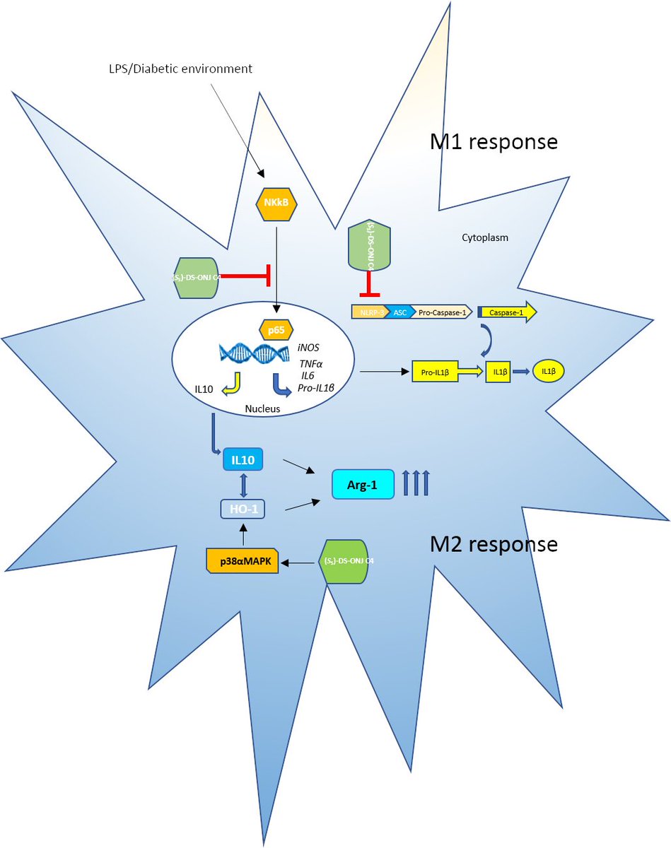 New chapter on the sp2-iminosugar story: immunomodulatory sp2-iminosugar glycolipids to fight diabetic retinopathy. See Front. Immunol. 2021, 12, 632132, doi: 10.3389/fimmu.2021.632132. Again a much gratifying collaboration with Ana Arroba (Hosp. Puerta del Mar) and colleagues.