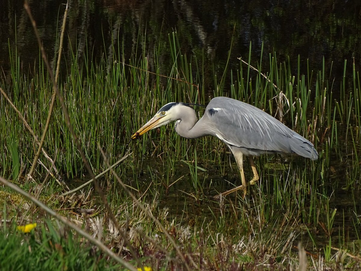 Blauwe reiger
Ardea cinerea

#blauwereiger #reiger #ardeacinerea #greyheron #heron #deschammer #leusden #utrechtslandschap #vogelbescherming #vogelfotografienederland #vogelspotten #birdwatching #birdphotography #birdspotting #beleefdelente #BirdsSeenIn2021